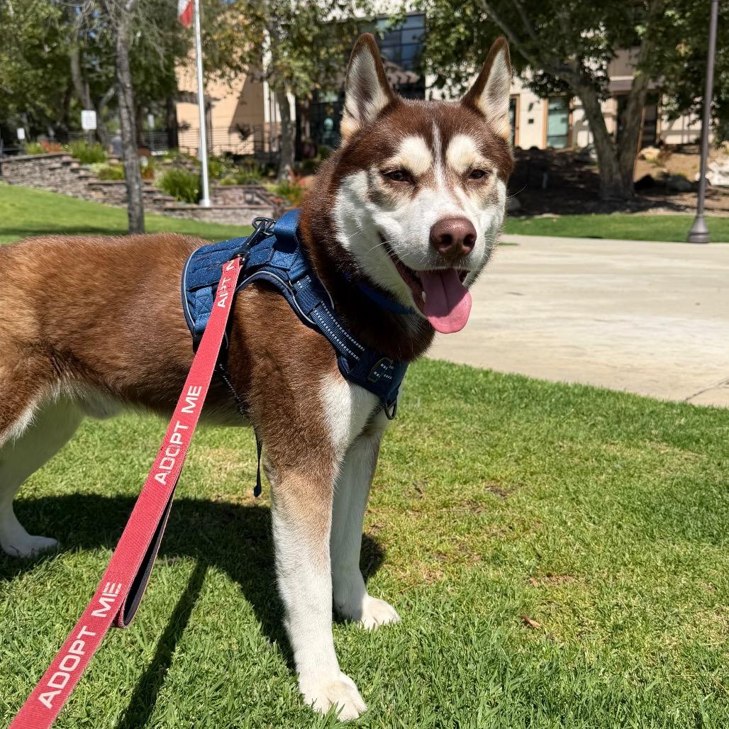 Enlarge Fushigi, a Adoptable Siberian Husky in Pasadena, CA image 1/4