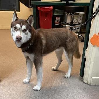 Enlarge Fushigi, a Adoptable Siberian Husky in Pasadena, CA image 2/4