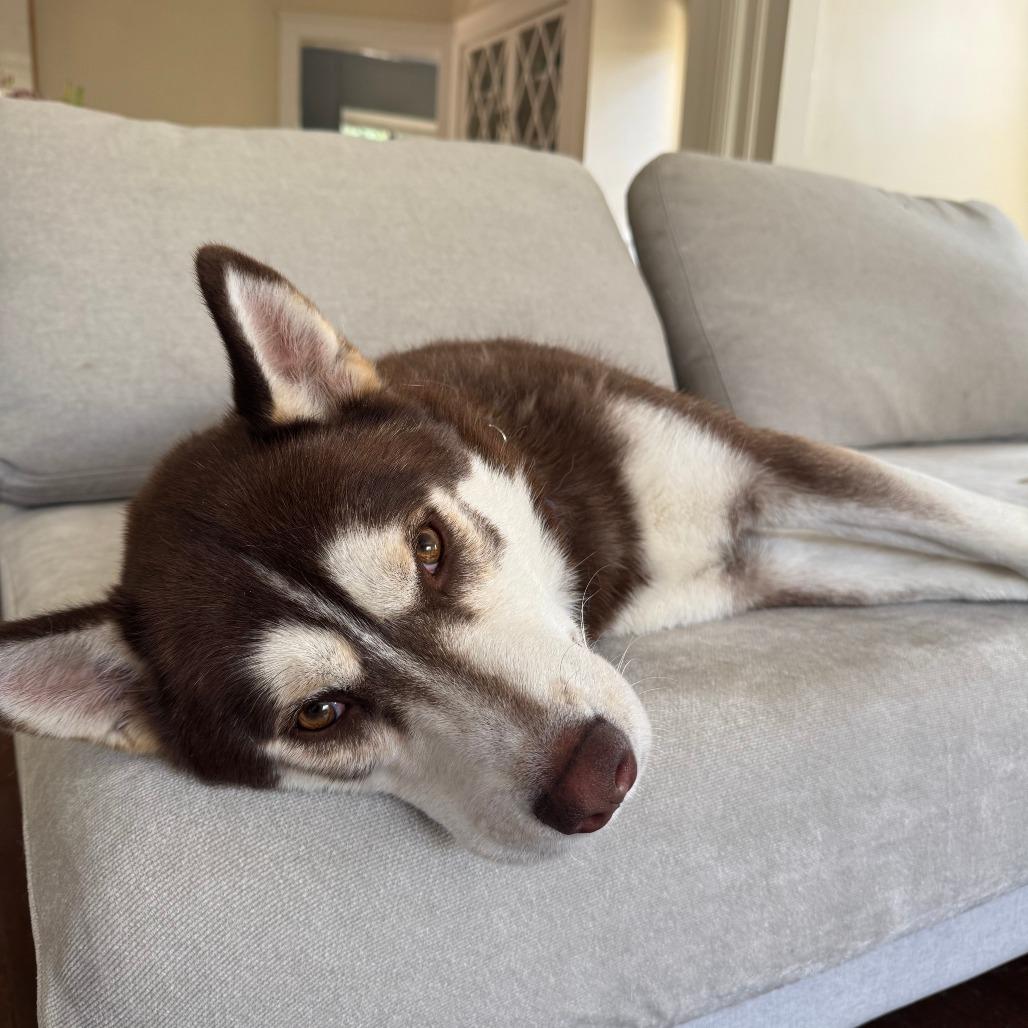 Enlarge Harry, a Adoptable Siberian Husky in Pasadena, CA image 3/6