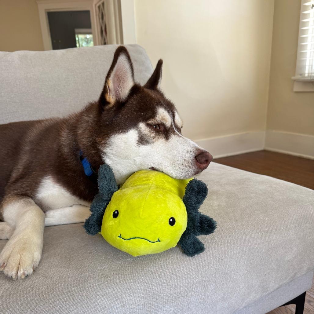 Enlarge Harry, a Adoptable Siberian Husky in Pasadena, CA image 4/6