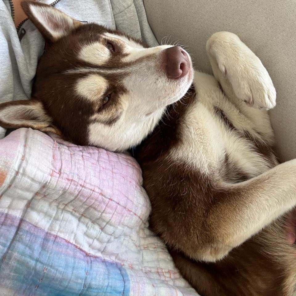 Enlarge Fushigi, a Adoptable Siberian Husky in Pasadena, CA image 3/4