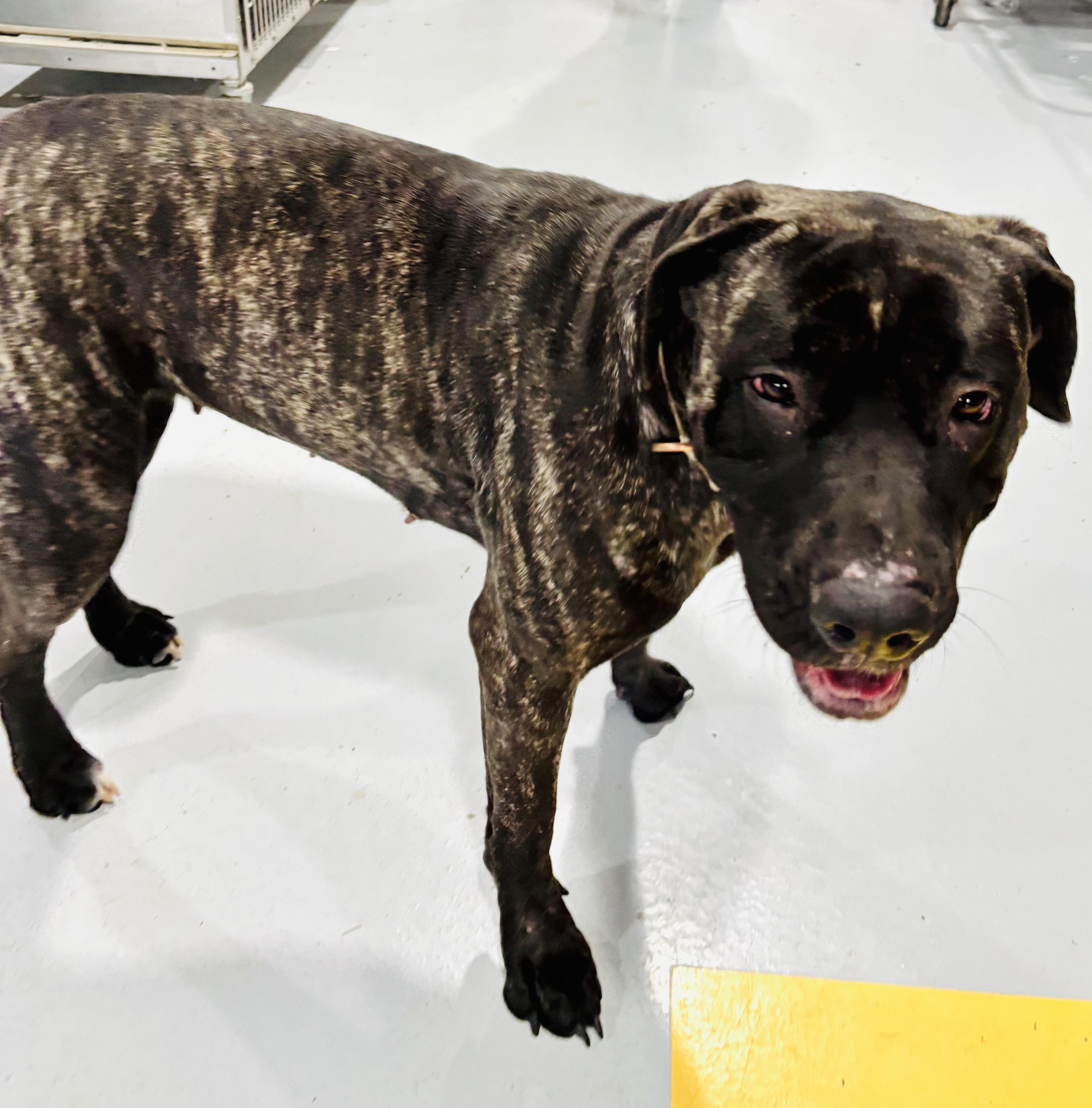 Enlarge ROWENA!, a Adoptable Mastiff in Owensboro, KY image 5/5