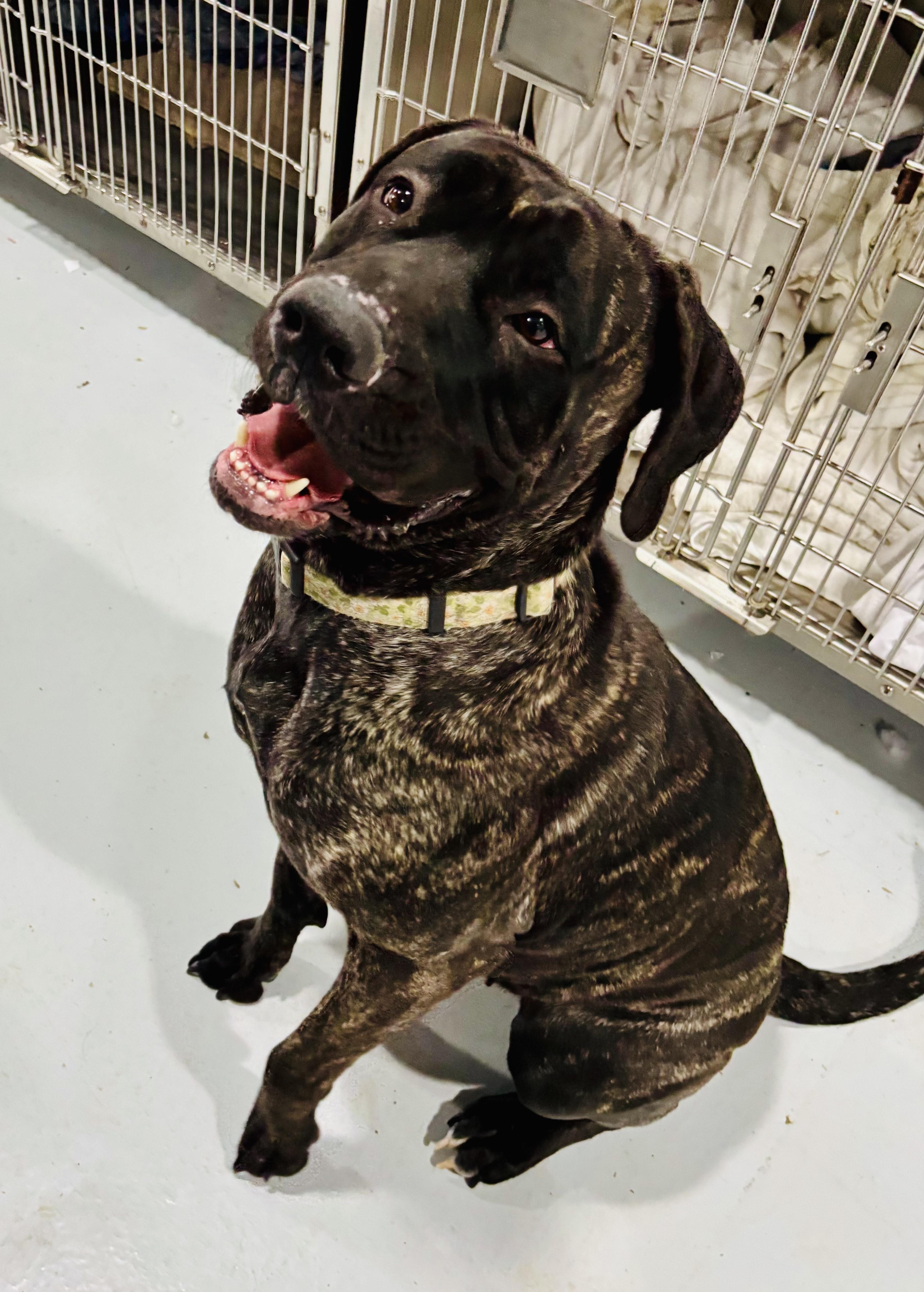 Enlarge ROWENA!, a Adoptable Mastiff in Owensboro, KY image 2/5