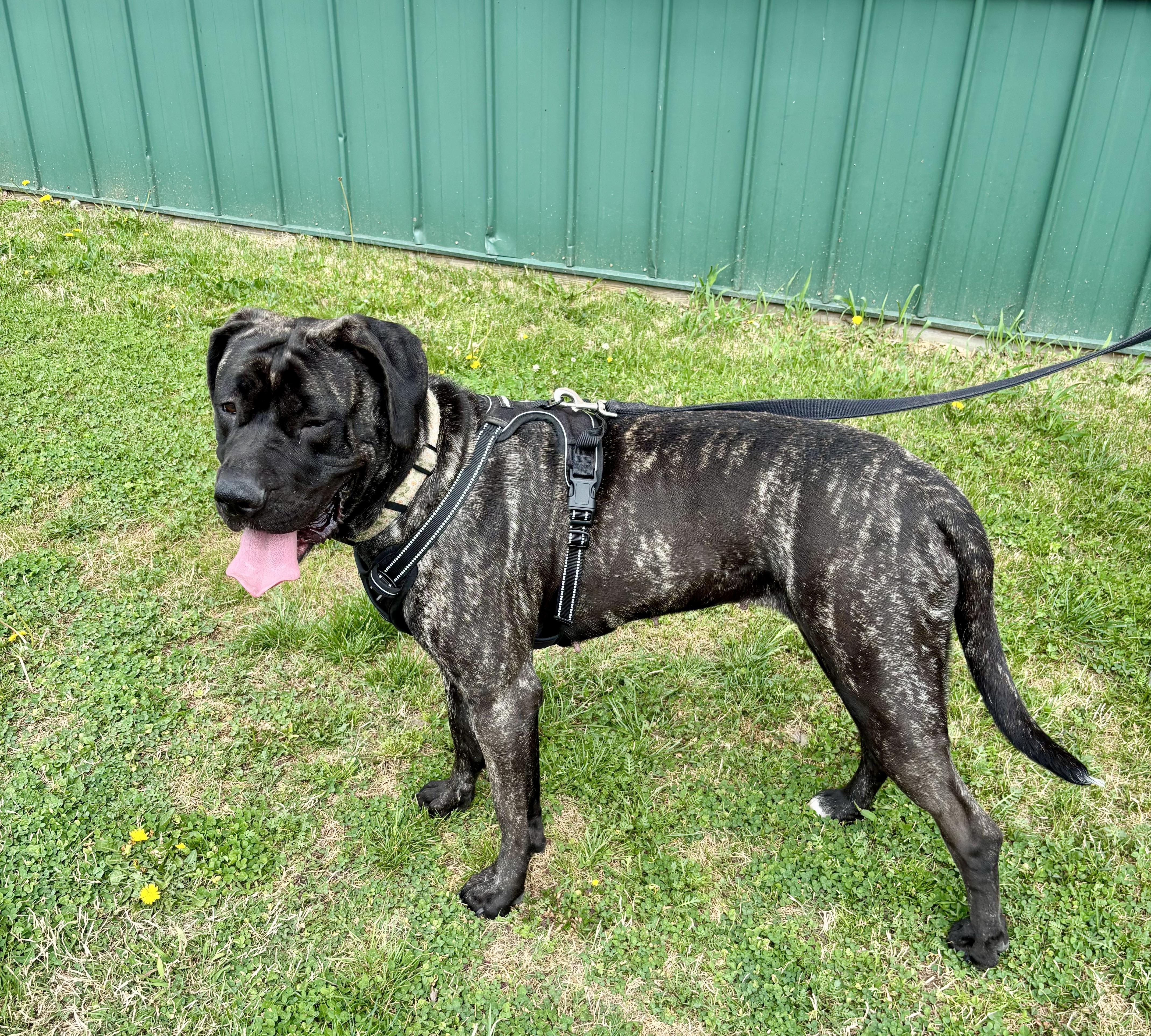 Enlarge ROWENA!, a Adoptable Mastiff in Owensboro, KY image 3/5
