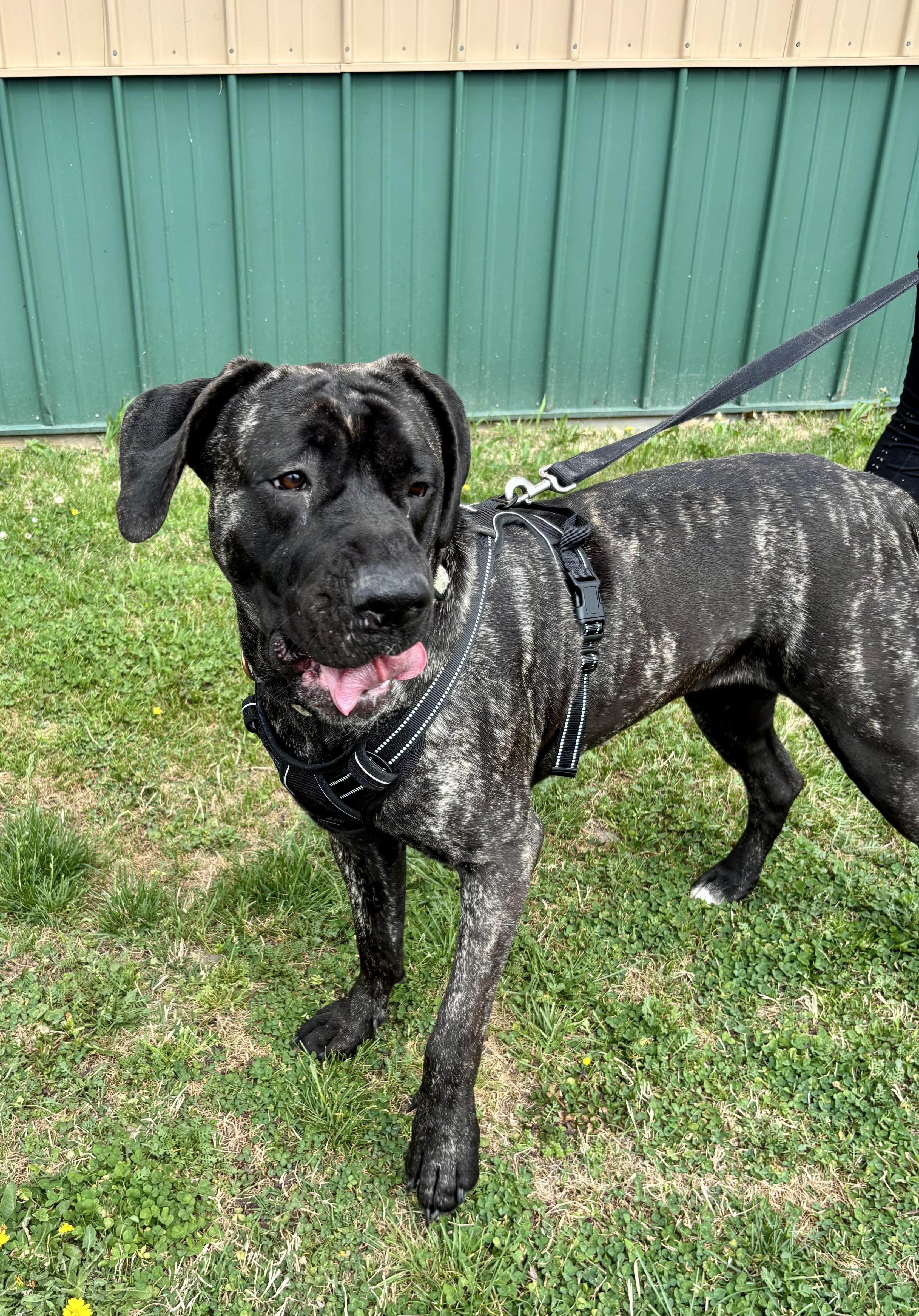 Enlarge ROWENA!, a Adoptable Mastiff in Owensboro, KY image 1/5