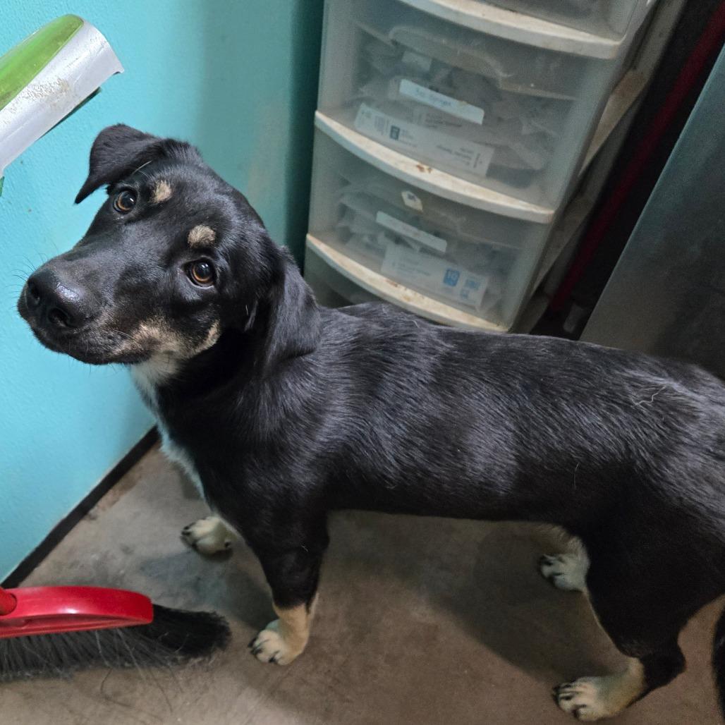 Enlarge Lilo, a Adoptable mixed breed in Graham, TX image 4/4