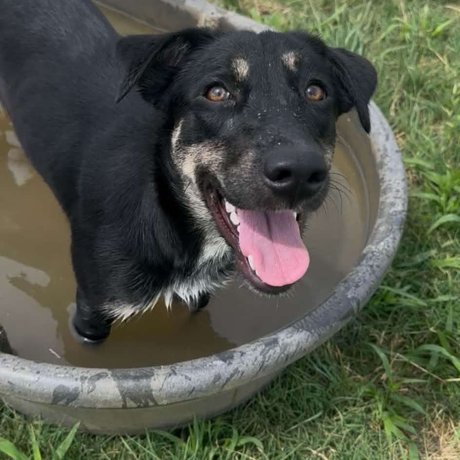 Enlarge Lilo, a Adoptable mixed breed in Graham, TX image 2/4