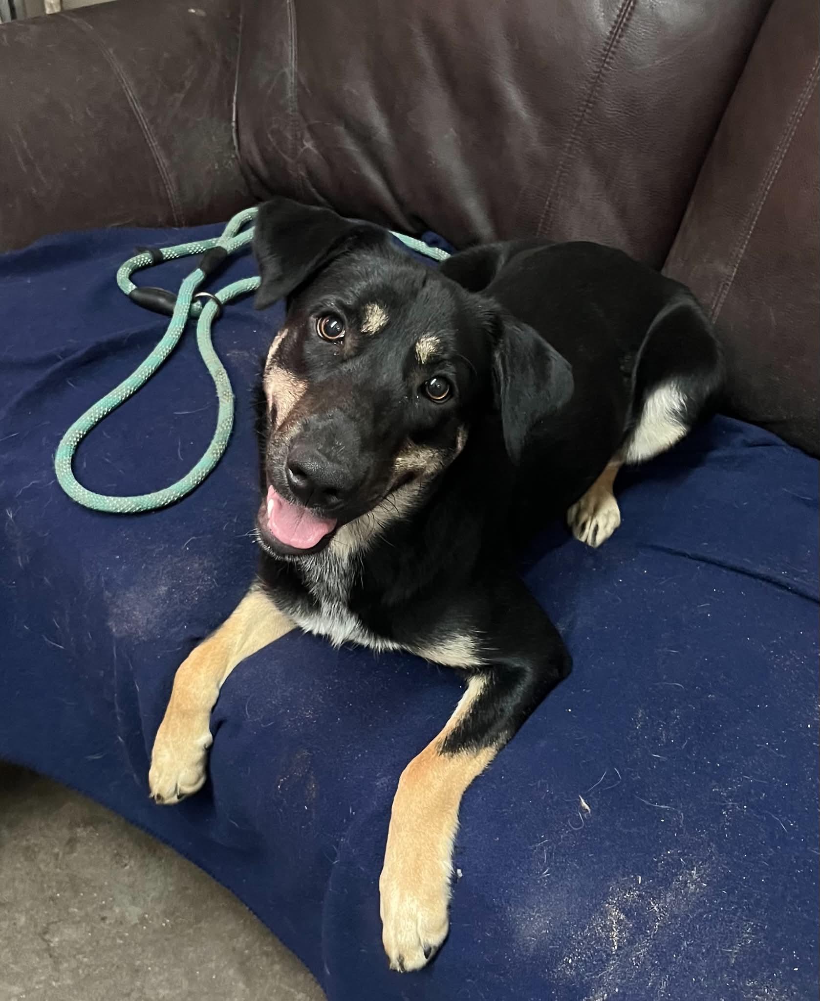 Enlarge Lilo, a Adoptable mixed breed in Graham, TX image 1/4
