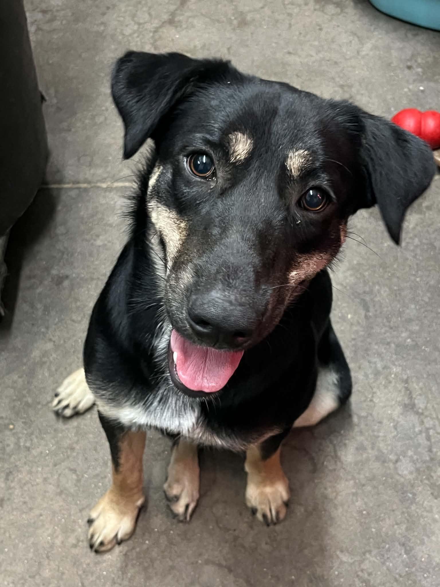 Enlarge Lilo, a Adoptable mixed breed in Graham, TX image 3/4