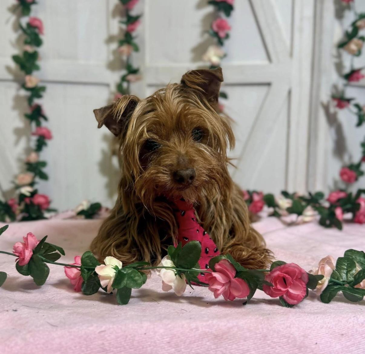 Walter, ADOPTABLE, Senior Male Yorkshire Terrier.