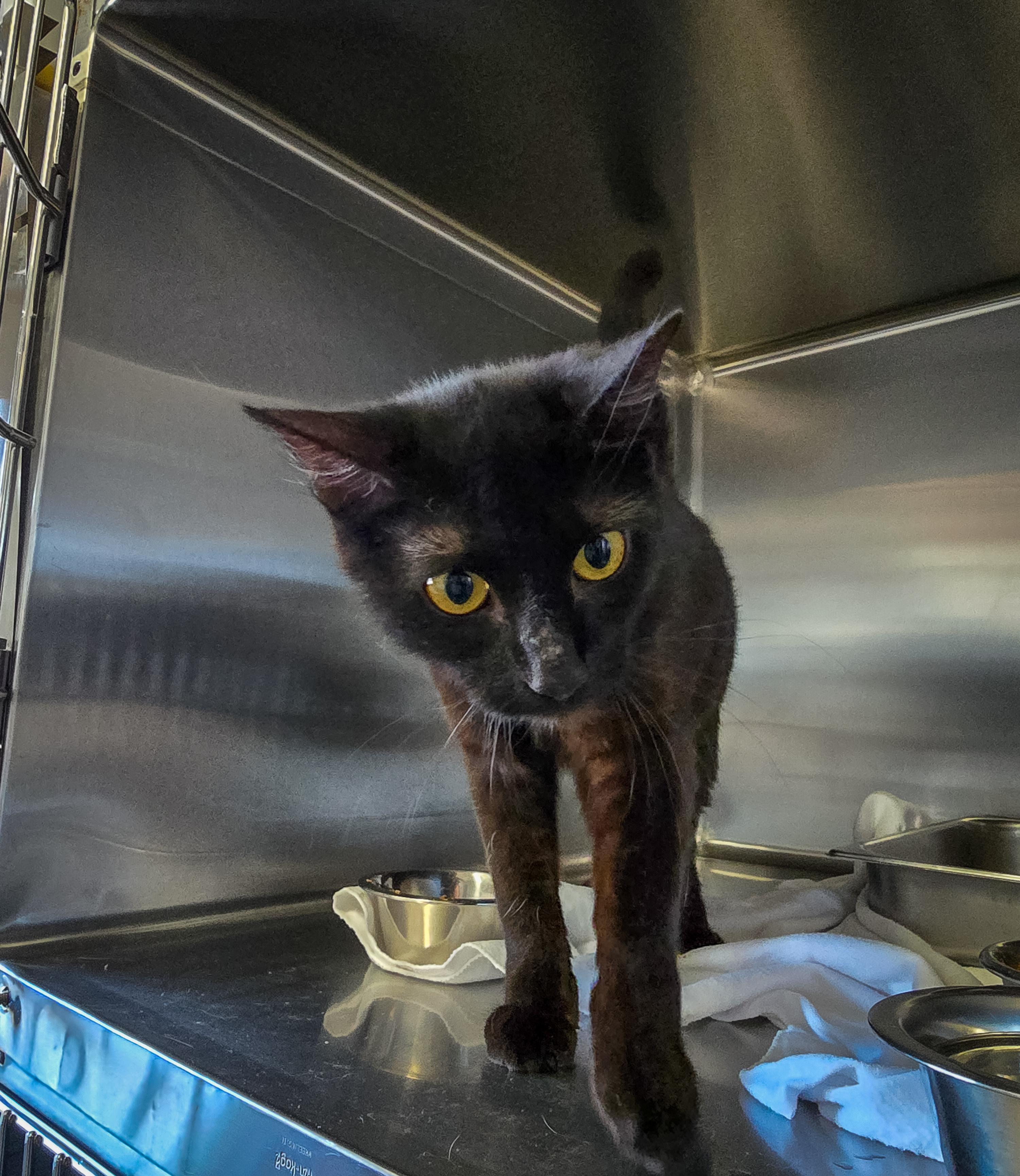 Nyx, an adoptable Domestic Short Hair in Prineville, OR, 97754 | Photo Image 1