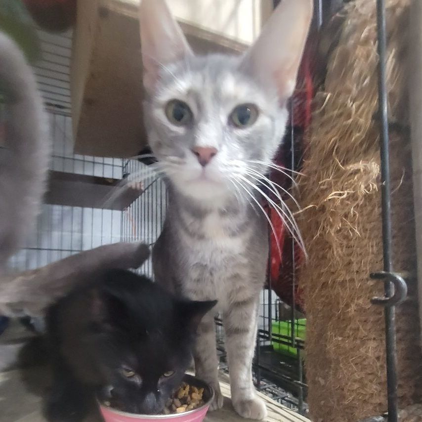 Enlarge Malia, a Adoptable mixed breed in Perth Amboy , NJ image 4/5