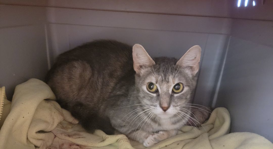 Enlarge Malia, a Adoptable mixed breed in Perth Amboy , NJ image 5/5