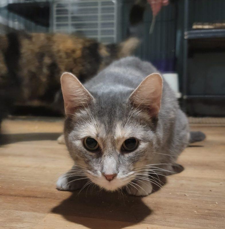 Enlarge Malia, a Adoptable mixed breed in Perth Amboy , NJ image 1/5