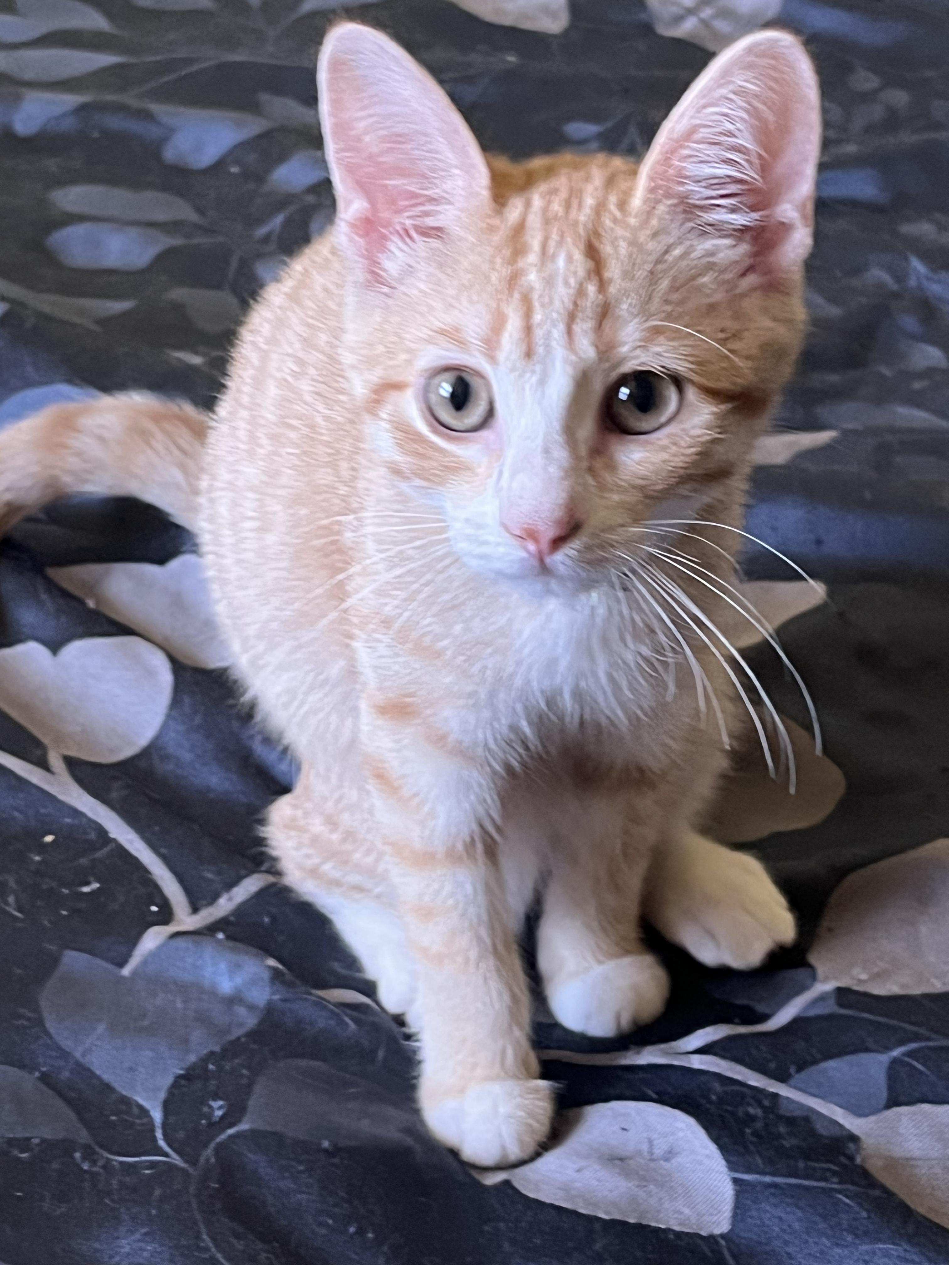 Nala, a ADOPTABLE Domestic Short Hair in Odenton, MD image 3/3