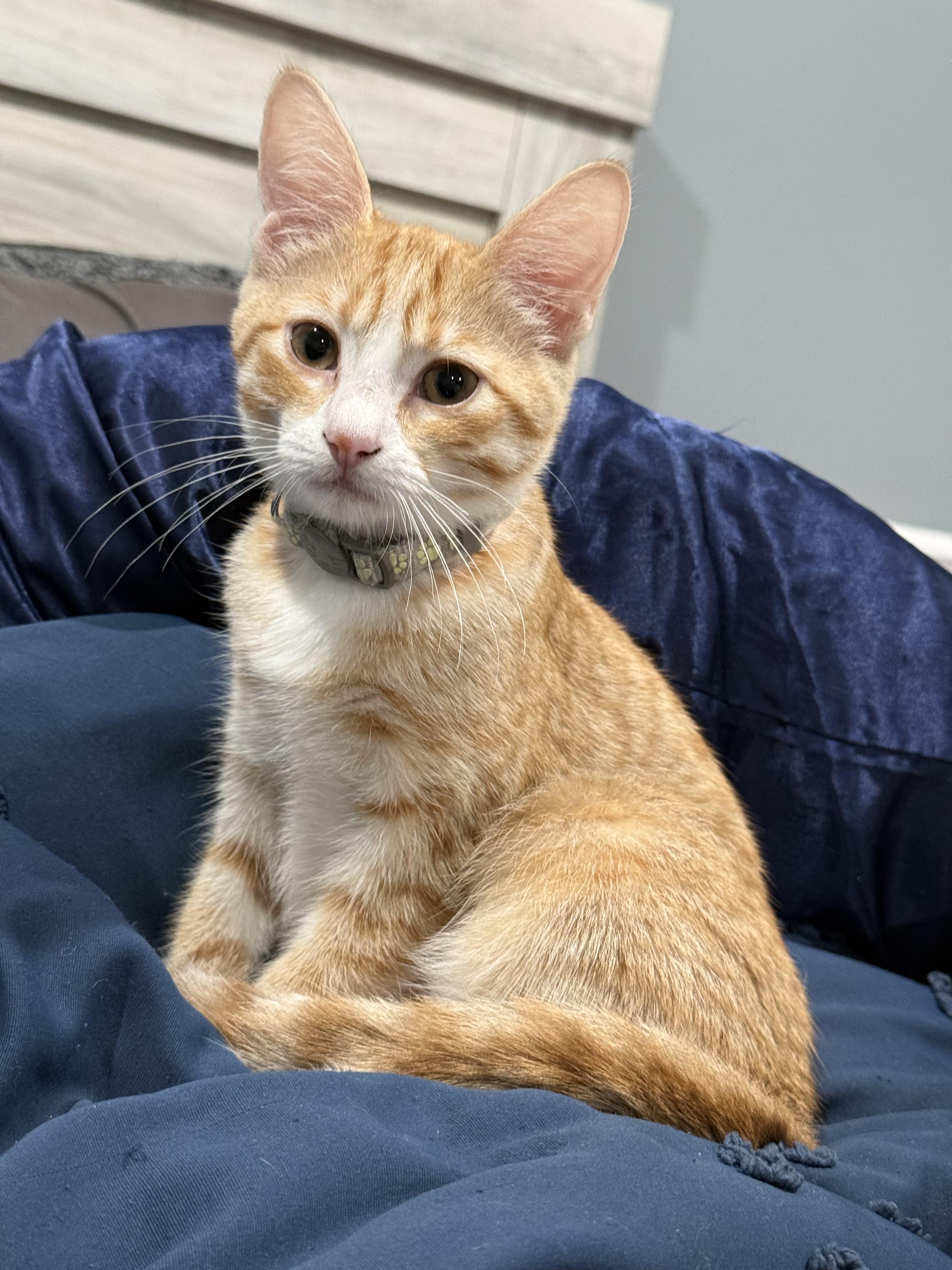 Nala, a ADOPTABLE Domestic Short Hair in Odenton, MD image 2/3