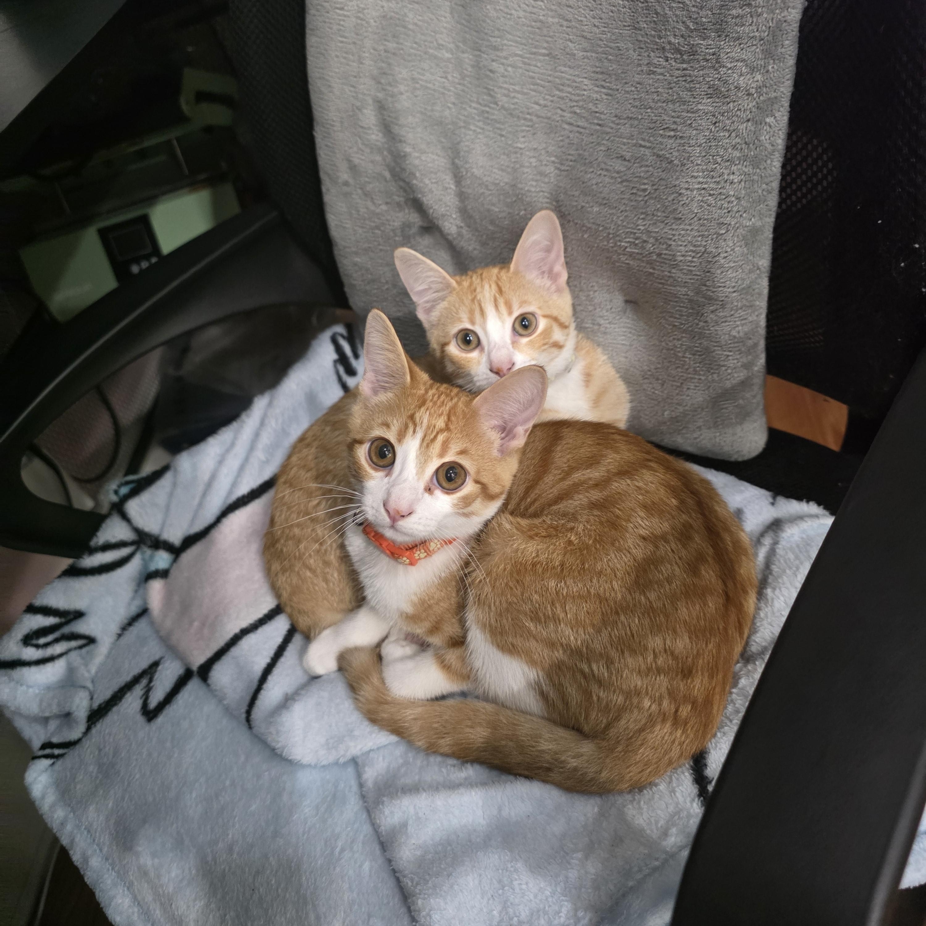 Nala, a ADOPTABLE Domestic Short Hair in Odenton, MD image 1/3