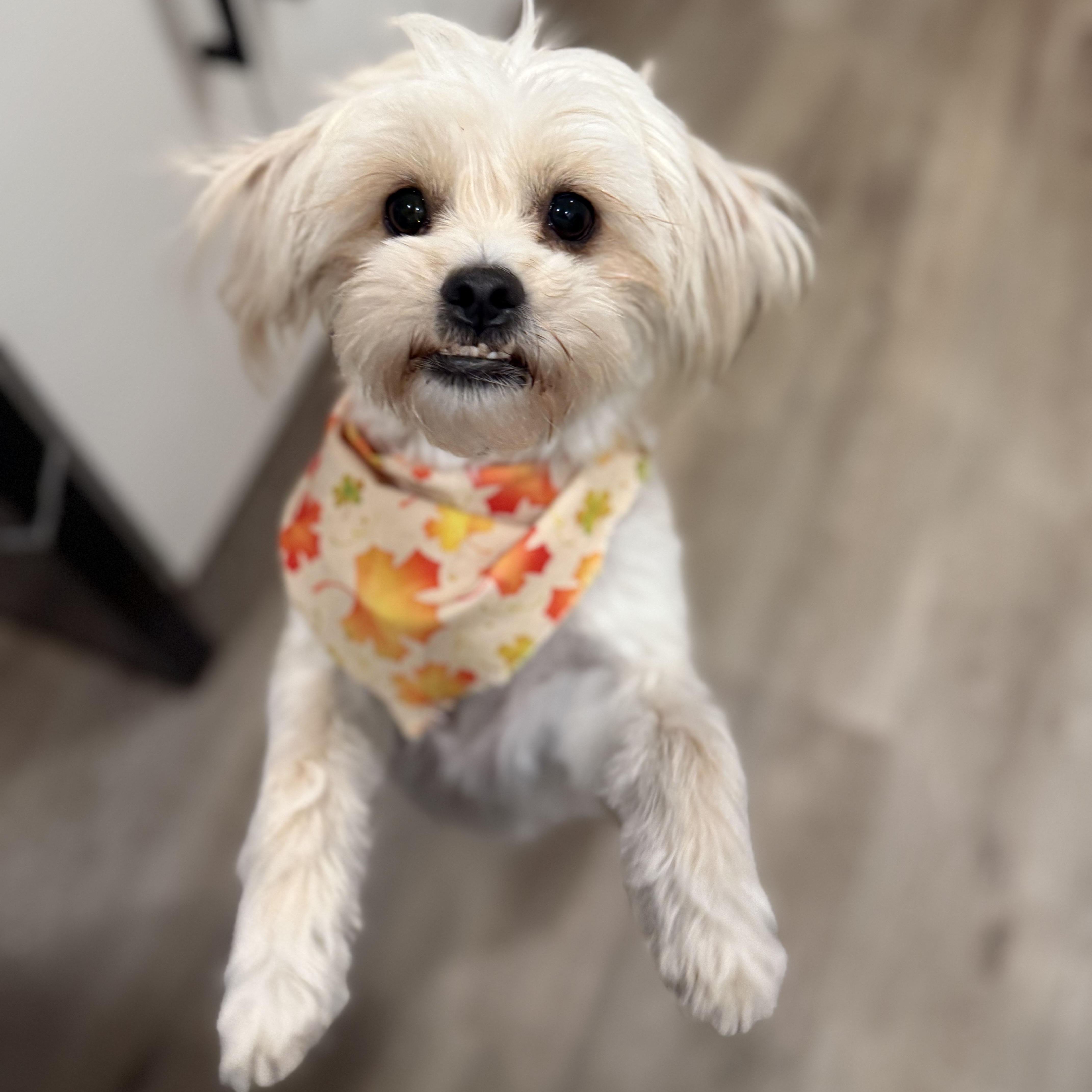 Pritz, a Adoptable mixed breed in Torrance, CA image 1/6