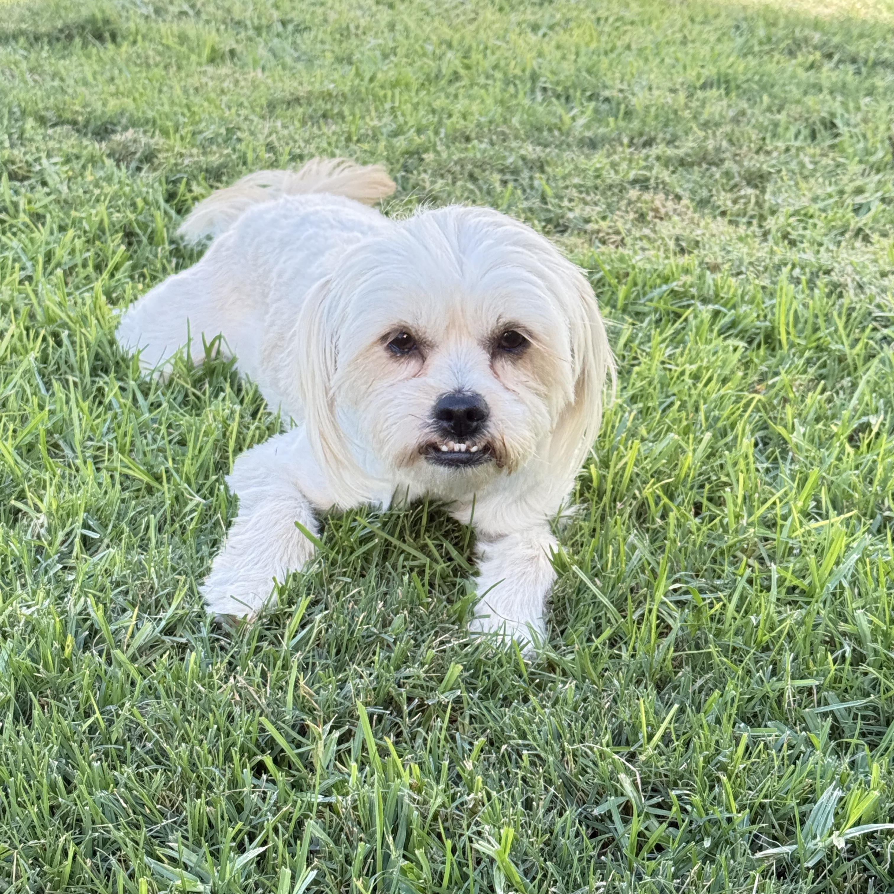 Pritz, a Adoptable mixed breed in Torrance, CA image 5/6