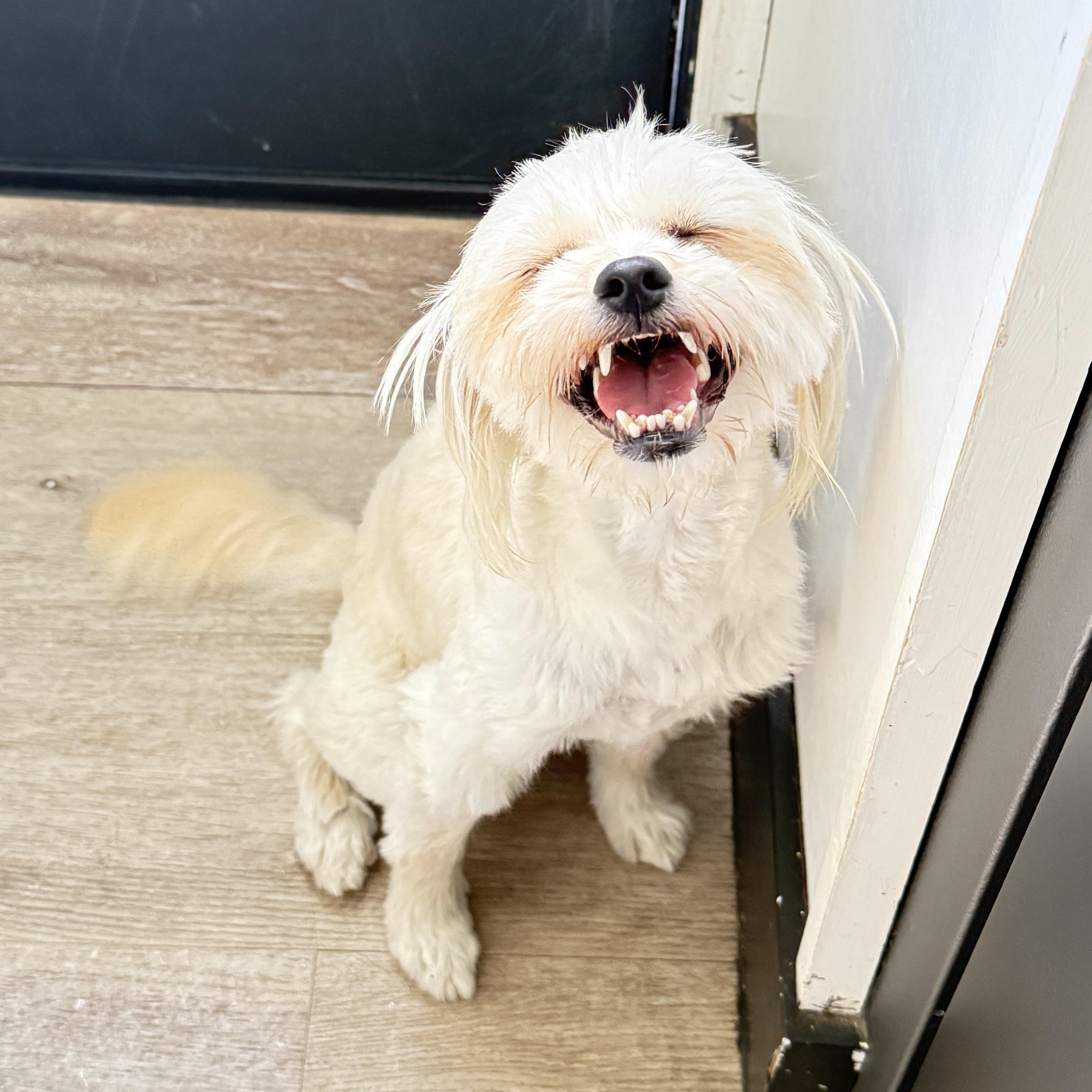 Pritz, a Adoptable mixed breed in Torrance, CA image 5/6