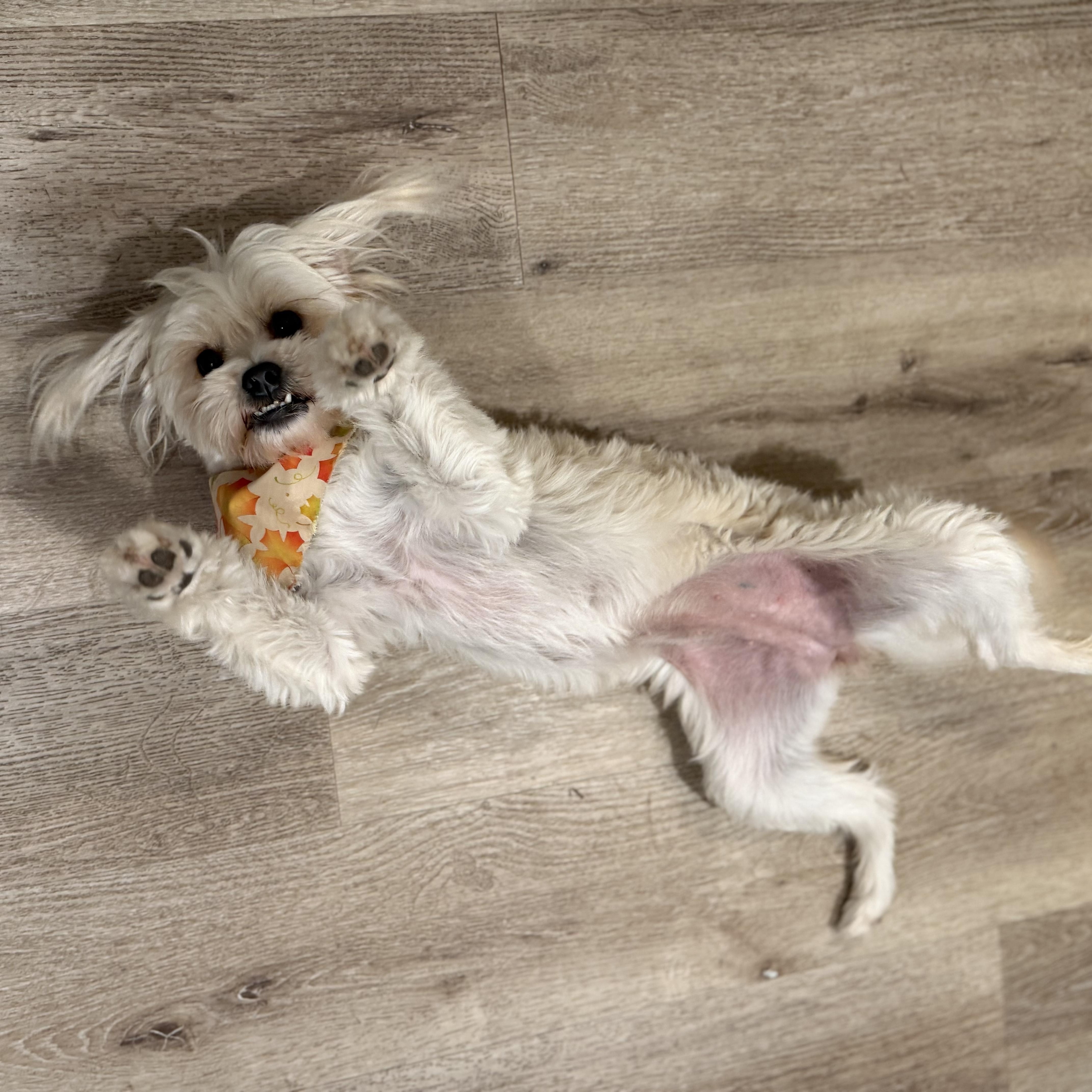 Pritz, a Adoptable mixed breed in Torrance, CA image 4/6