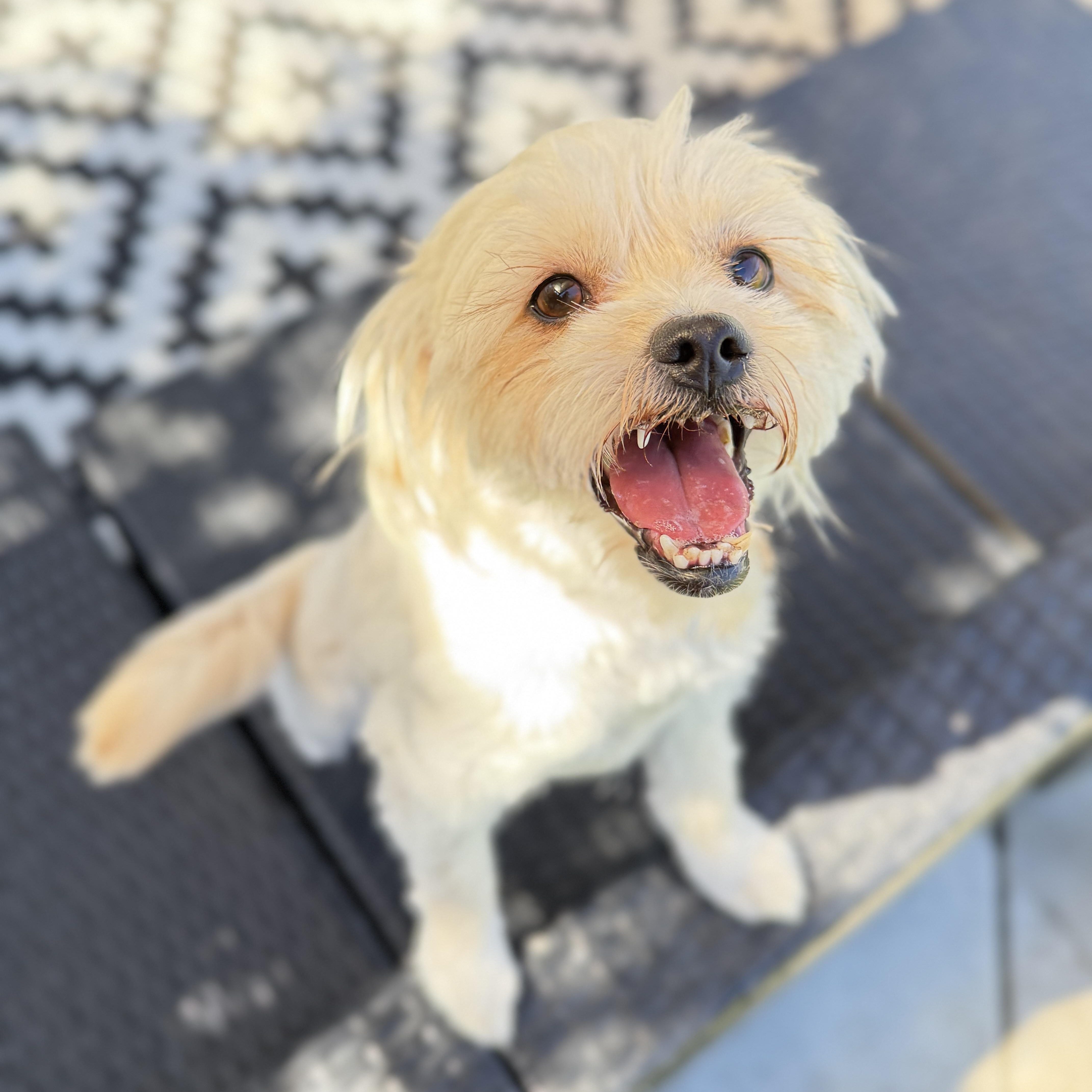 Pritz, a Adoptable mixed breed in Torrance, CA image 6/6