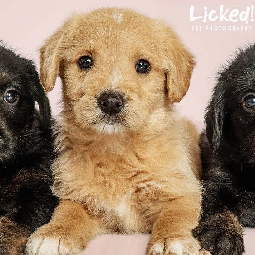 Noodle, Adoptable, Puppy Male Labrador Retriever.