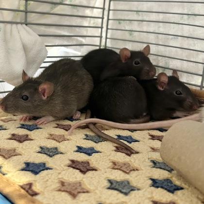 Challah, Adoptable, Young Female Rat.