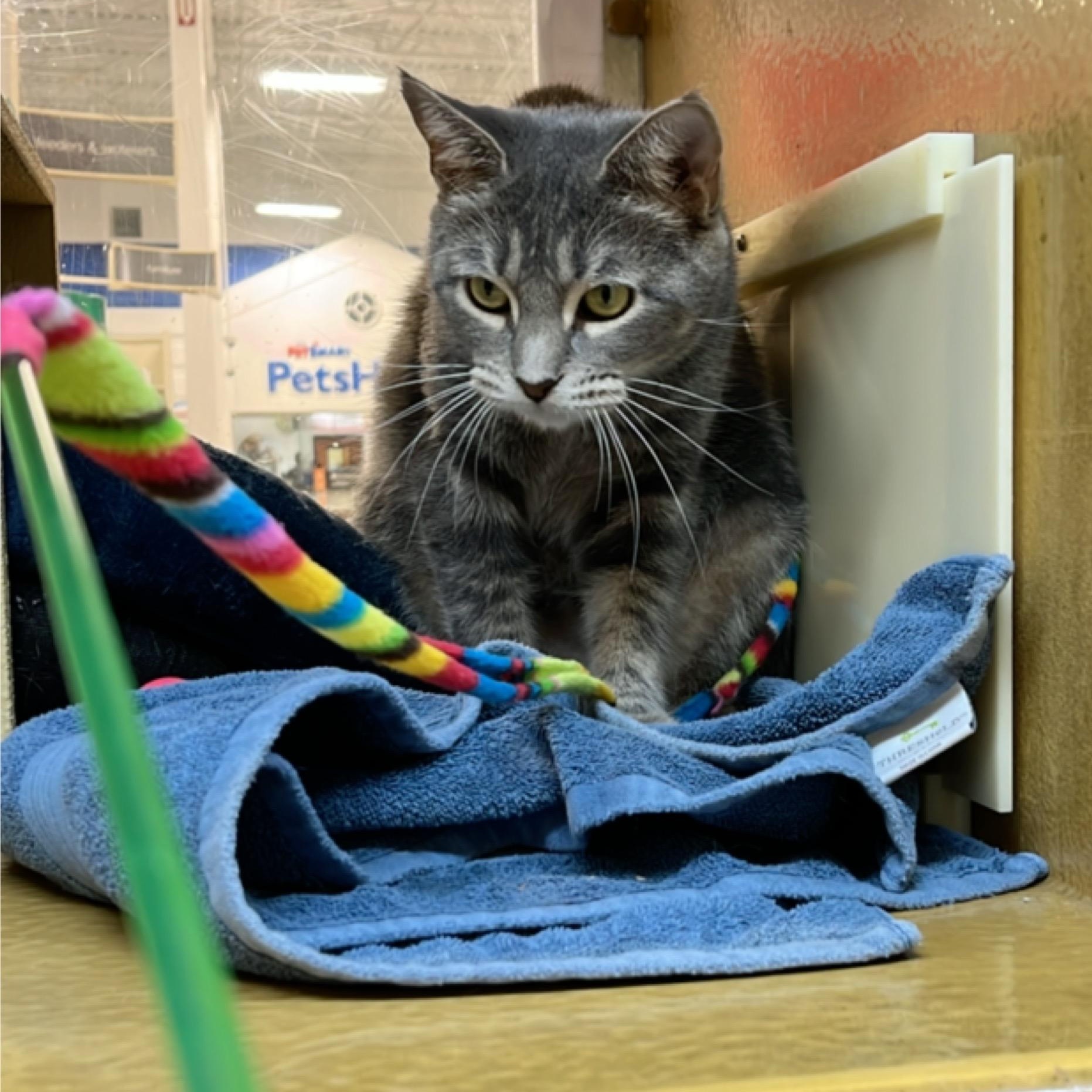 Lyra, a Adoptable American Shorthair in Sunset Valley, TX image 1/4