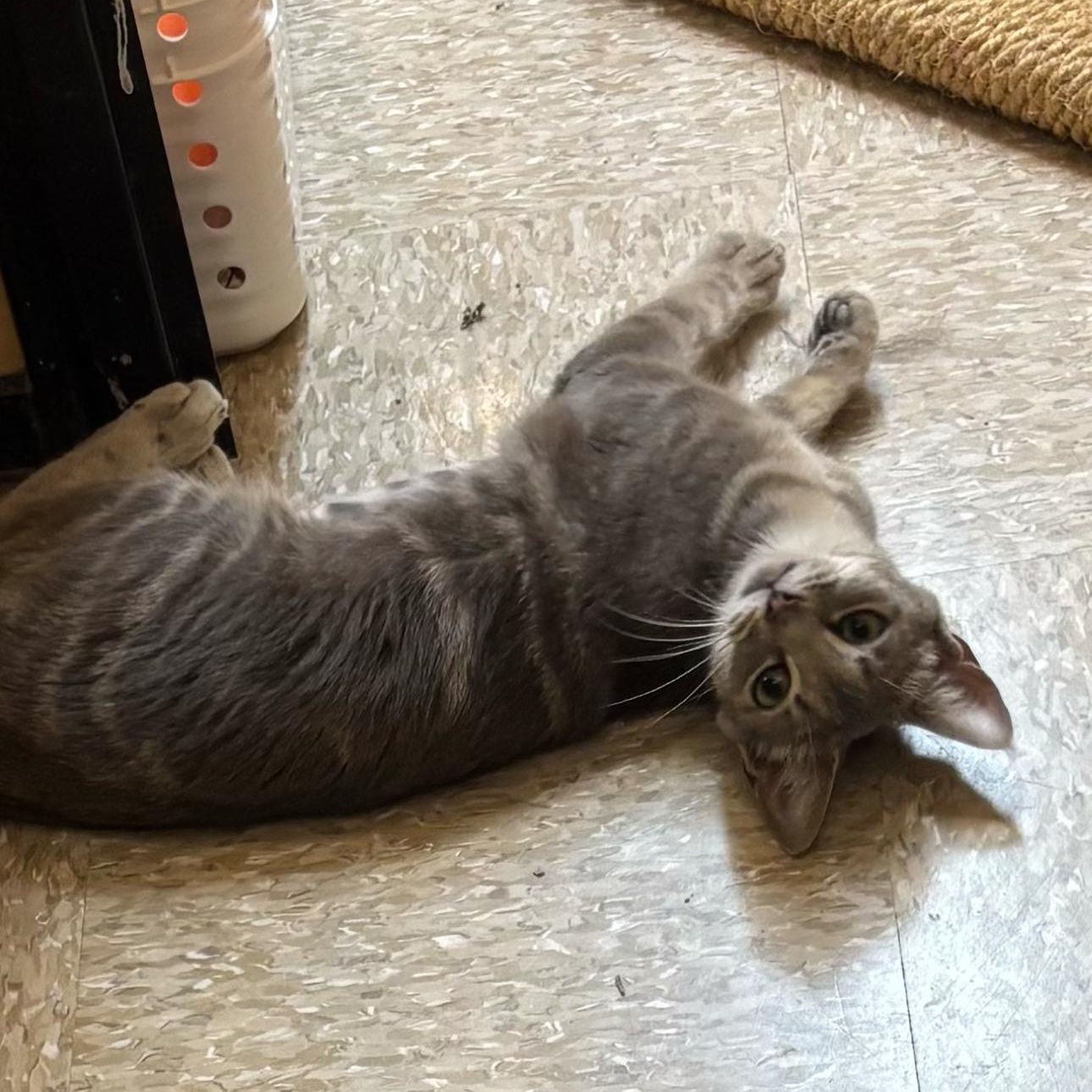 Lyra, a Adoptable American Shorthair in Sunset Valley, TX image 3/4