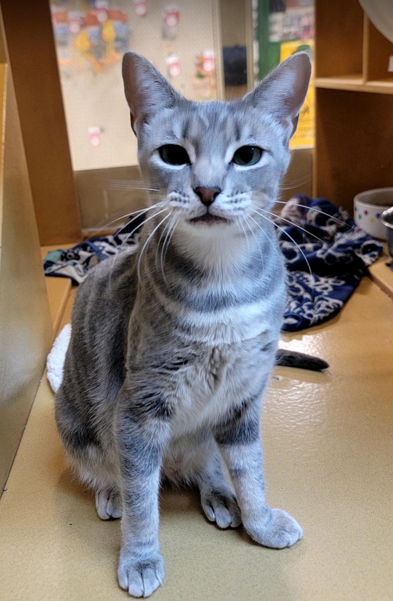 Lyra, a Adoptable American Shorthair in Sunset Valley, TX image 2/4