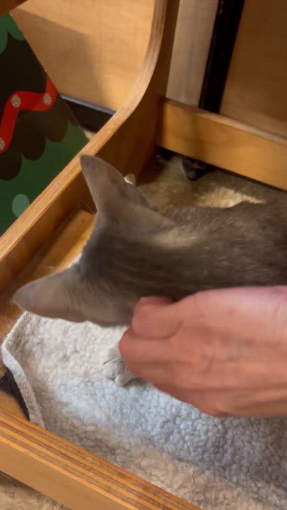 Enlarge Lyra, a Adoptable American Shorthair in Sunset Valley, TX video 4/4