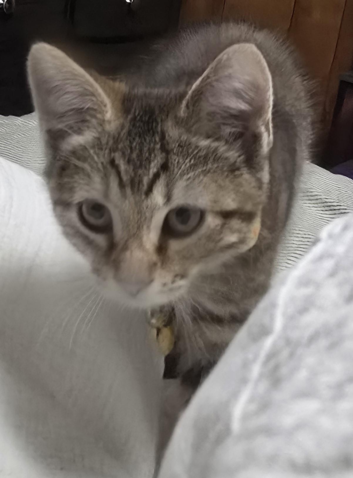 Enlarge Delia, a Adoptable Torbie in Lawrenceville, GA image 1/1