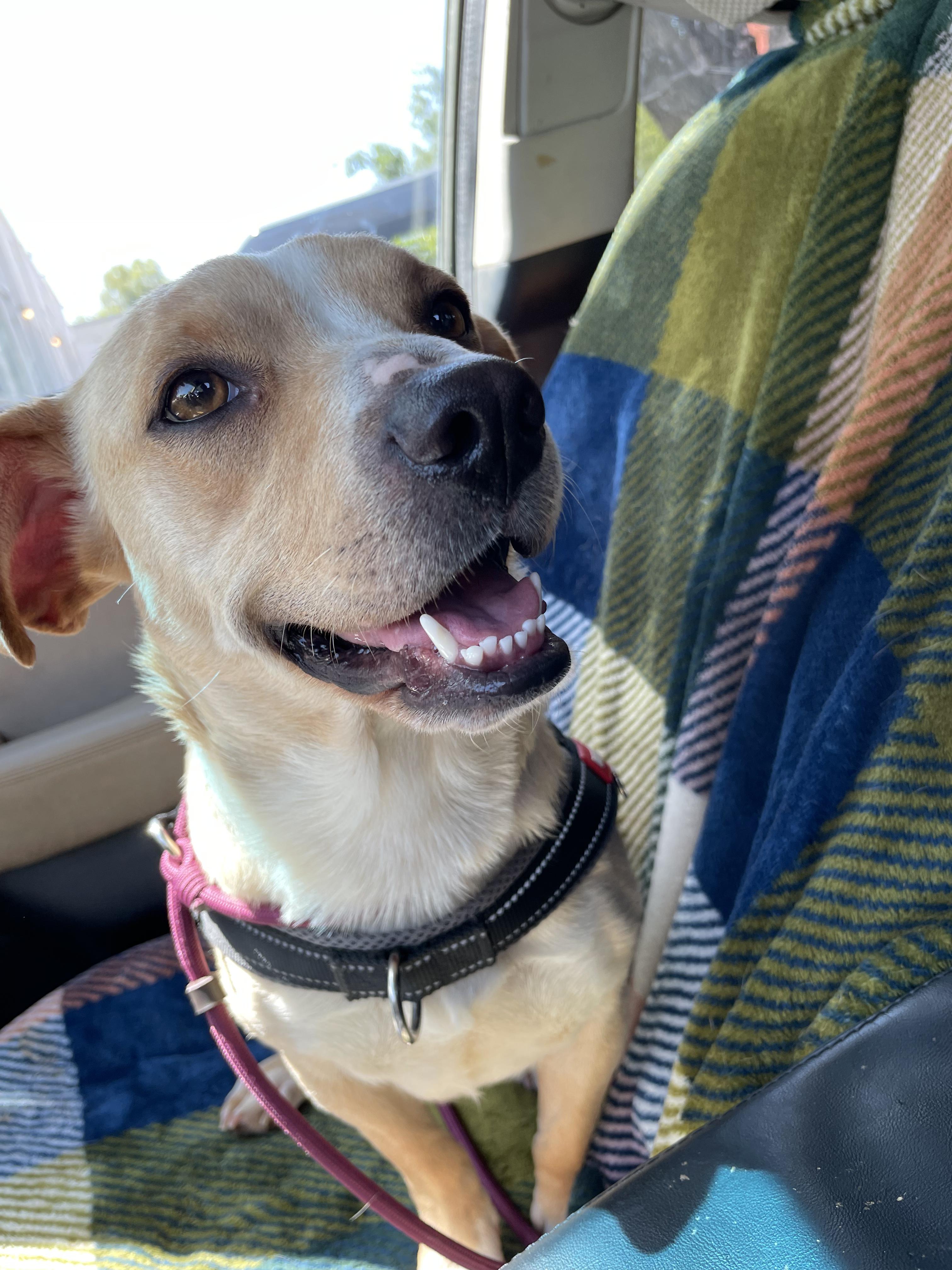 Brandi, Adult Female Cardigan Welsh Corgi
