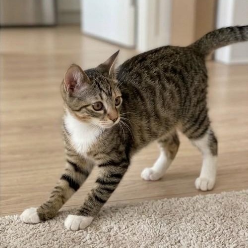 Enlarge Dandelion, a Adoptable Tabby in Astoria, NY image 3/6