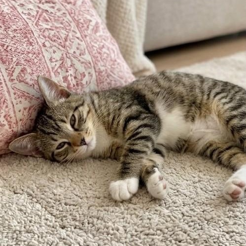 Enlarge Dandelion, a Adoptable Tabby in Astoria, NY image 2/6