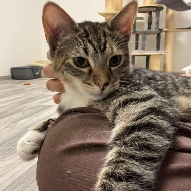 Enlarge Dandelion, a Adoptable Tabby in Astoria, NY image 5/6