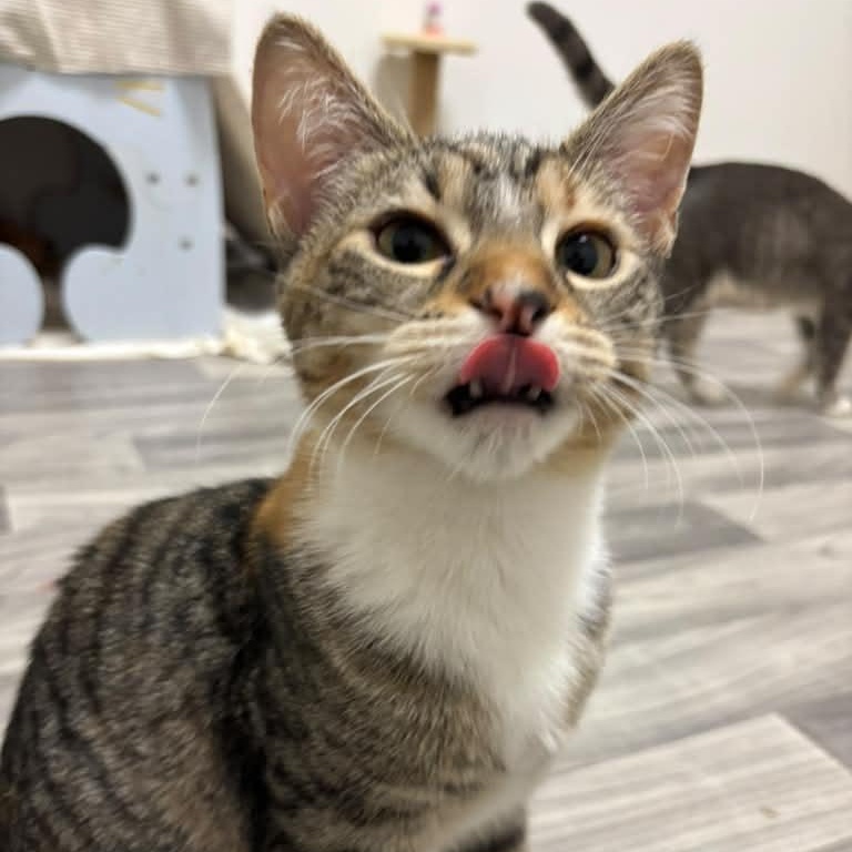Enlarge Dandelion, a Adoptable Tabby in Astoria, NY image 4/6