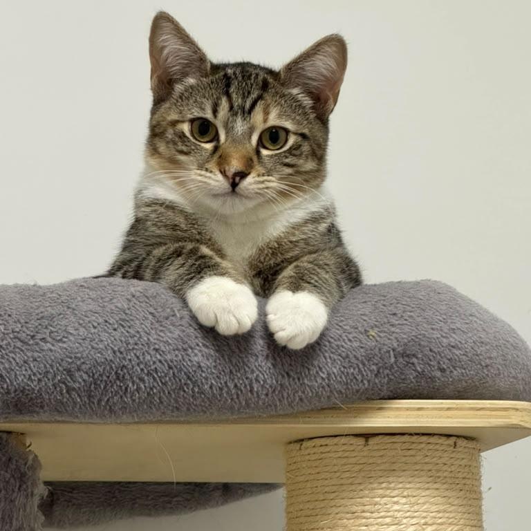 Dandelion, Adoptable, Kitten Female Tabby.