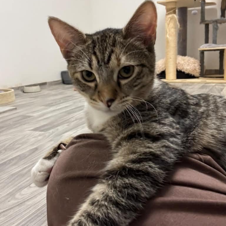 Enlarge Dandelion, a Adoptable Tabby in Astoria, NY image 6/6
