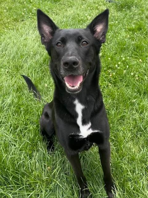 PEPPER, Adoptable, Young Female German Shepherd Dog & Mixed Breed.