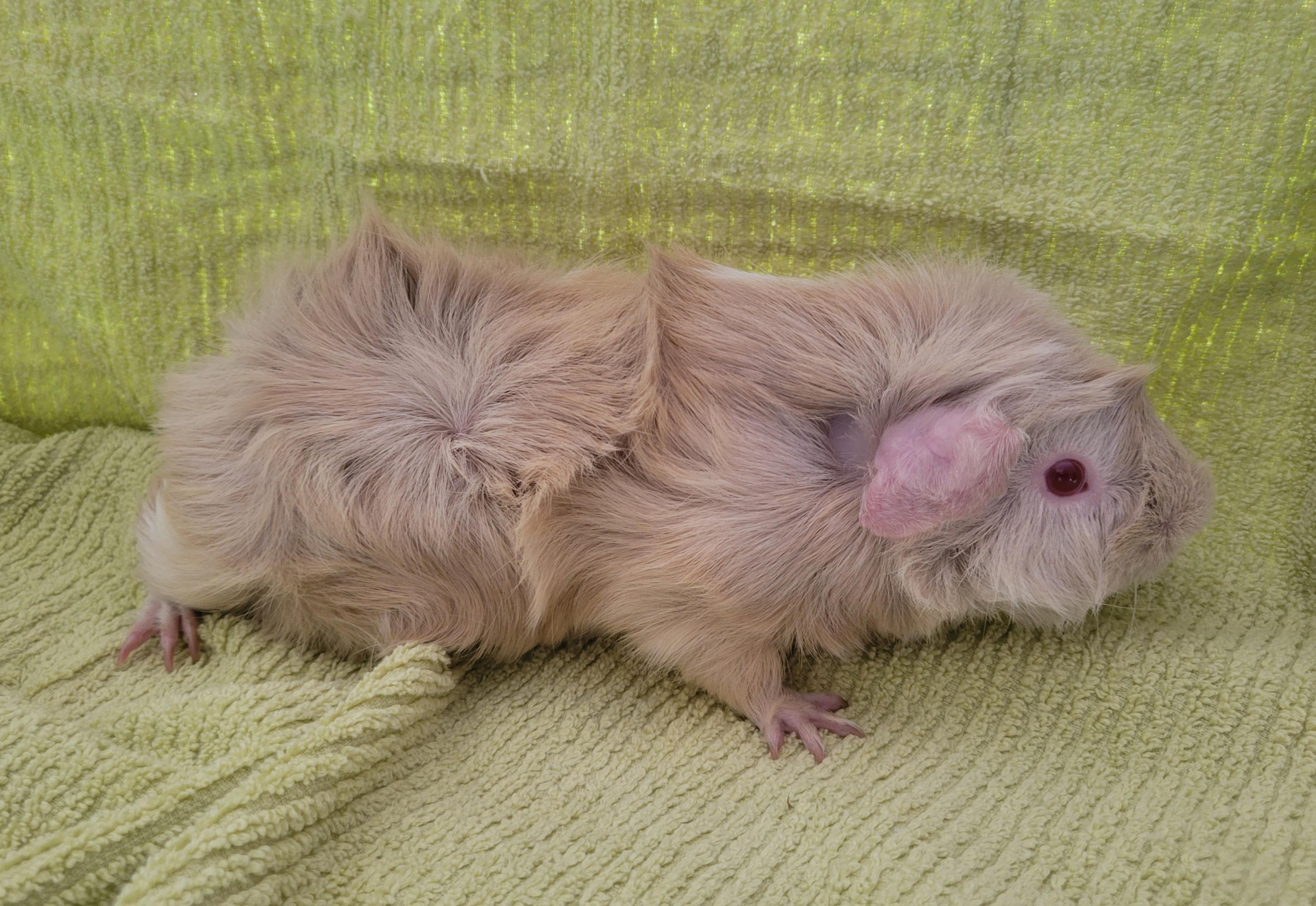 Enlarge Darren, a Adopted mixed breed in Melbourne, FL image 4/5