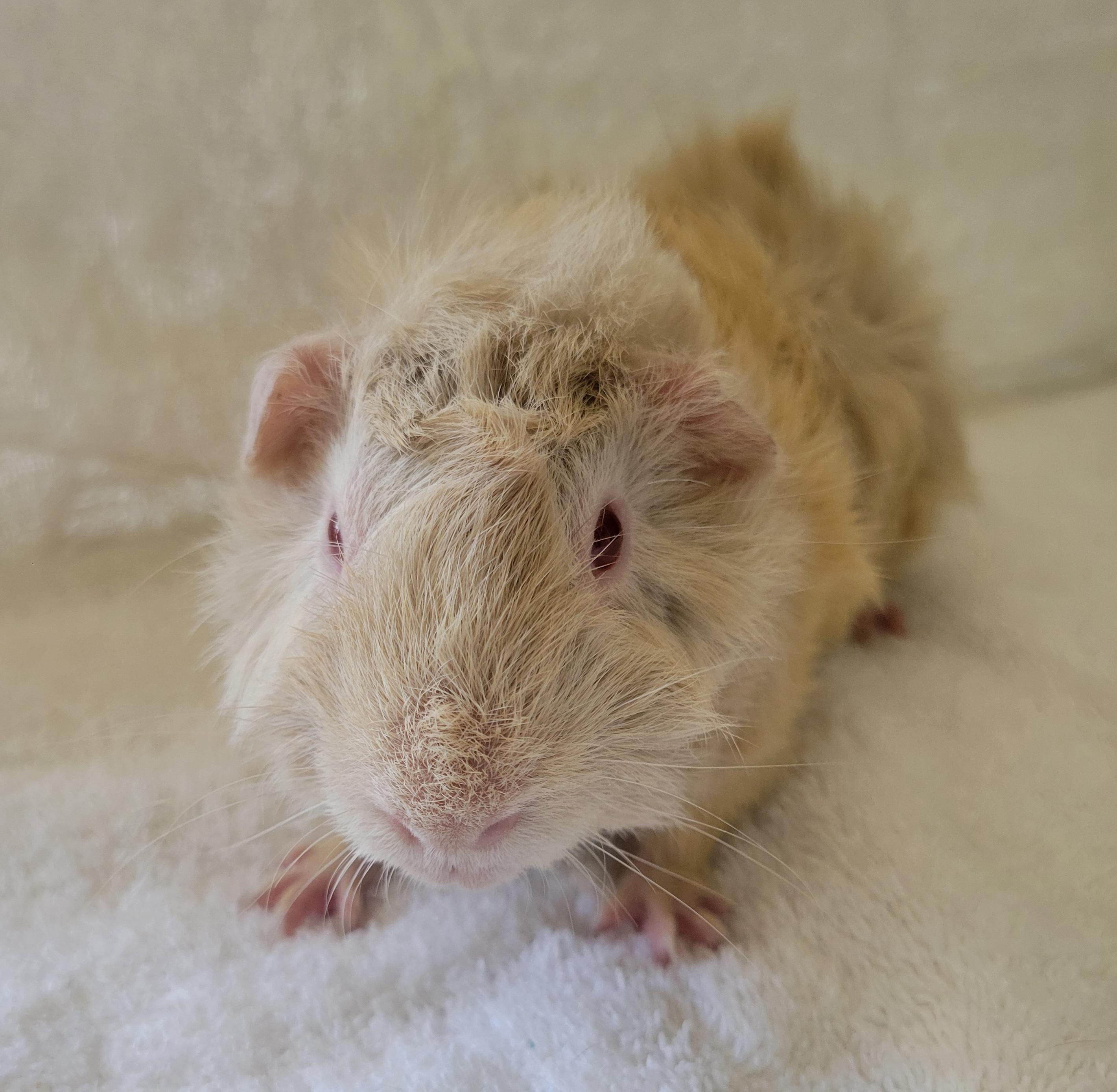 Enlarge Darren, a Adopted mixed breed in Melbourne, FL image 1/5