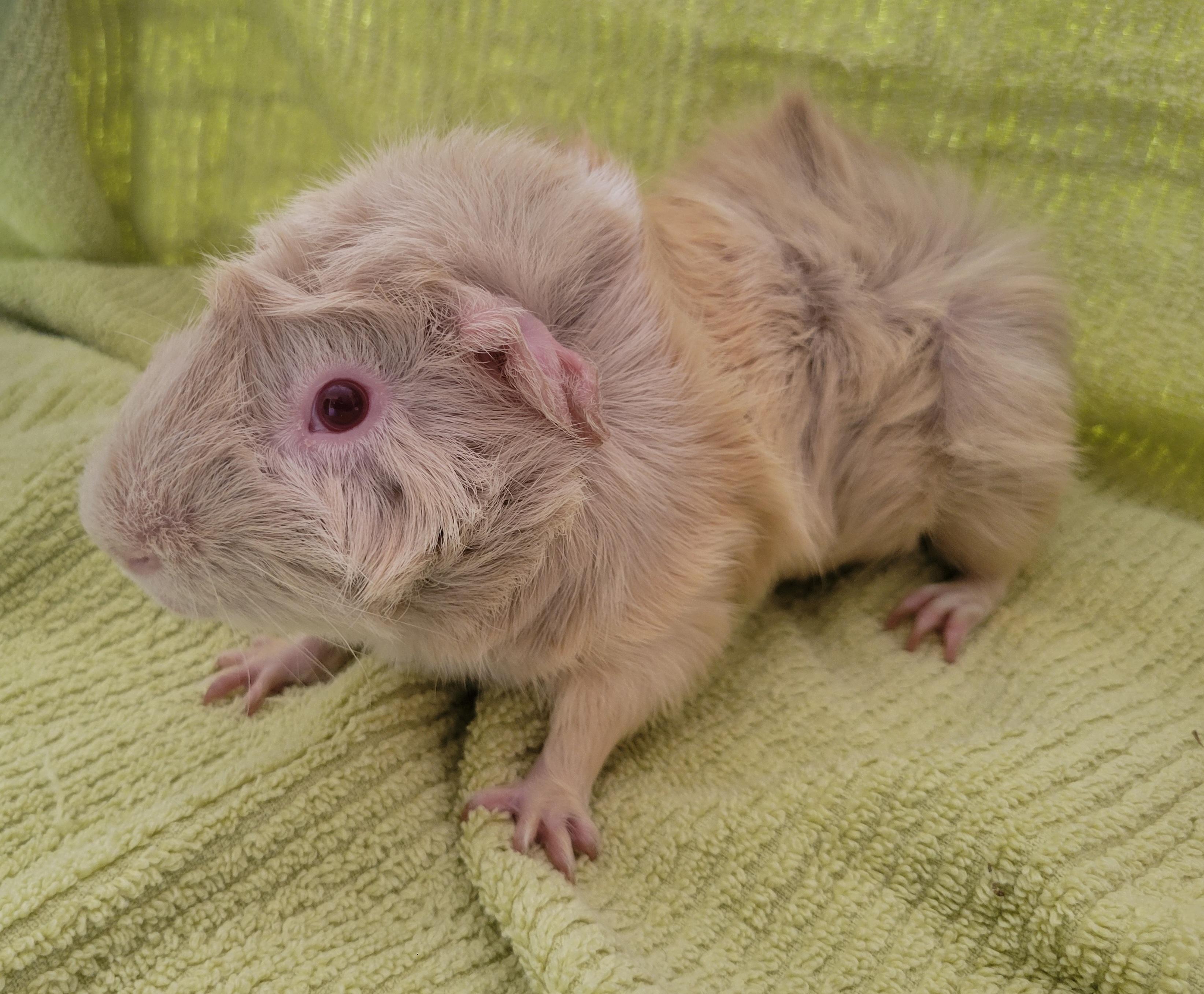 Enlarge Darren, a Adopted mixed breed in Melbourne, FL image 2/5