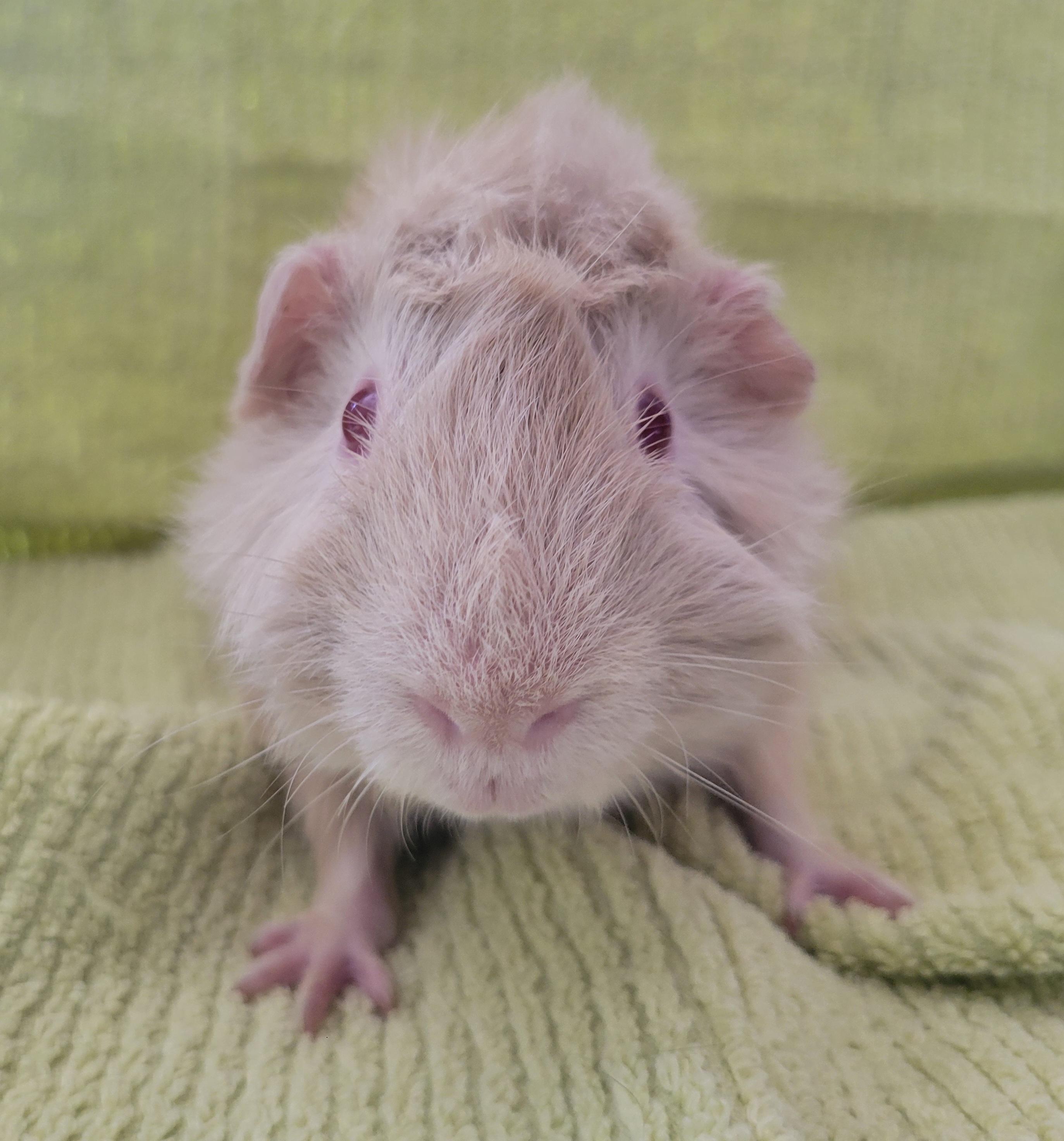 Enlarge Darren, a Adopted mixed breed in Melbourne, FL image 5/5