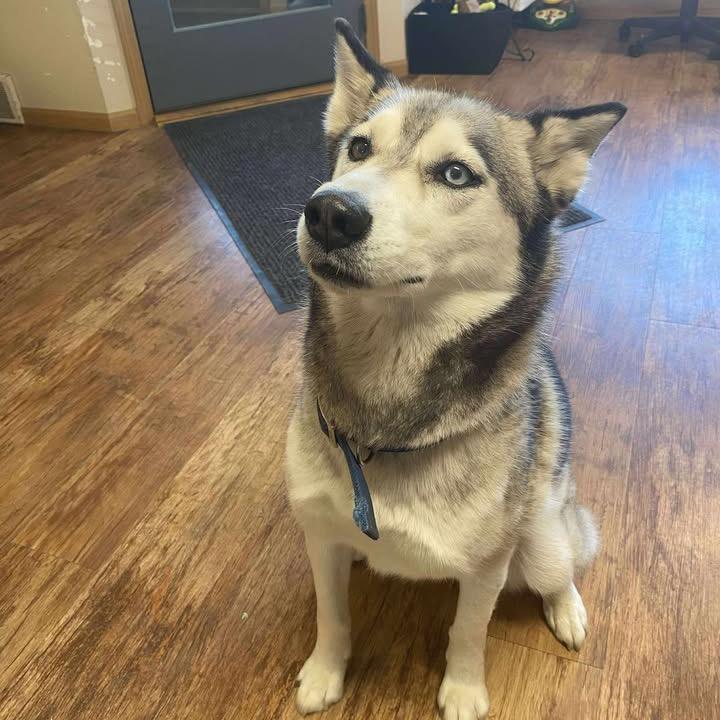 Lanuuk, Adoptable, Adult Female Husky.
