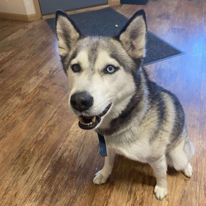 Lanuuk, a Adoptable Husky in Tulsa, OK image 2/4