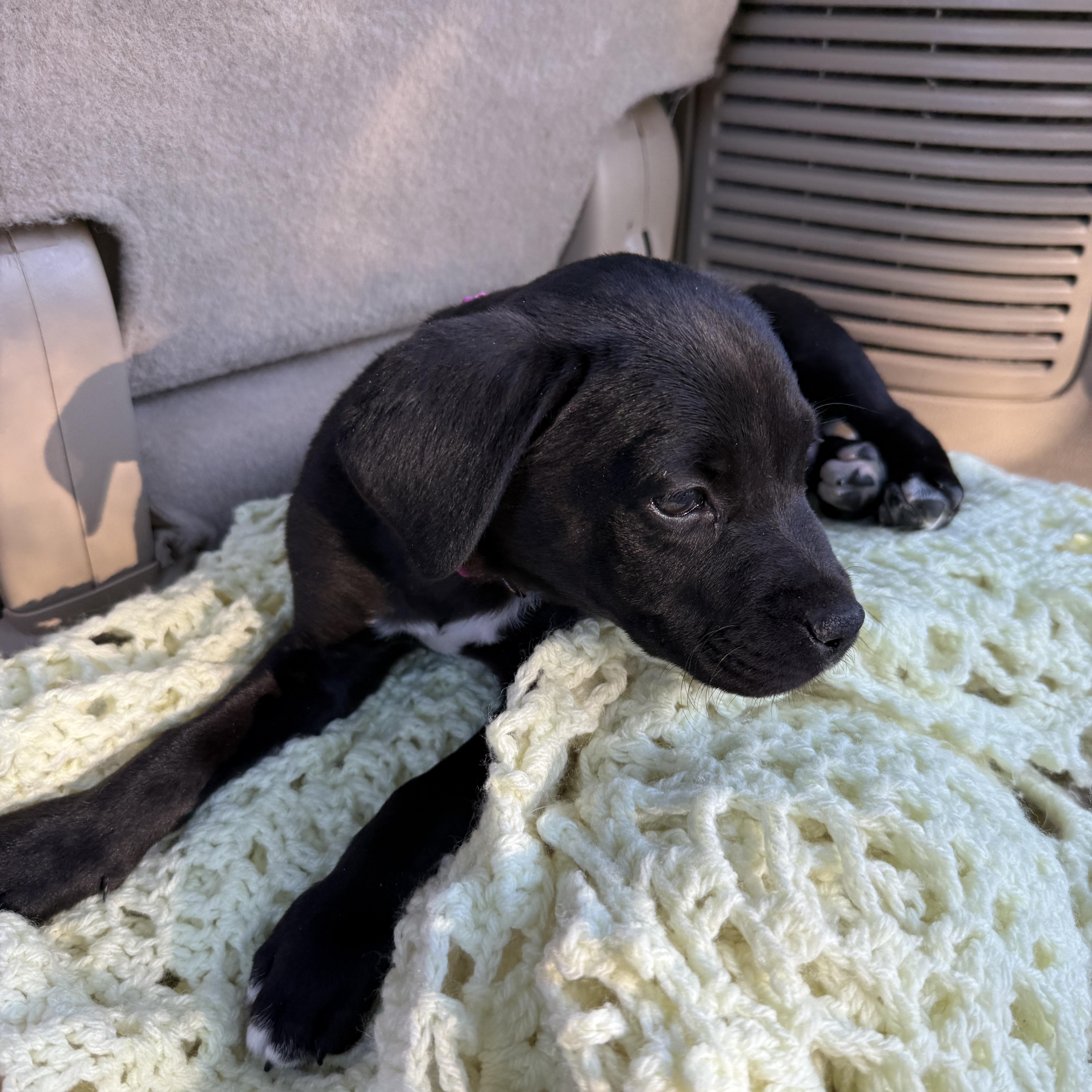 Enlarge REMINGTON , an adopted mixed breed in Las Vegas, NV image 2/3