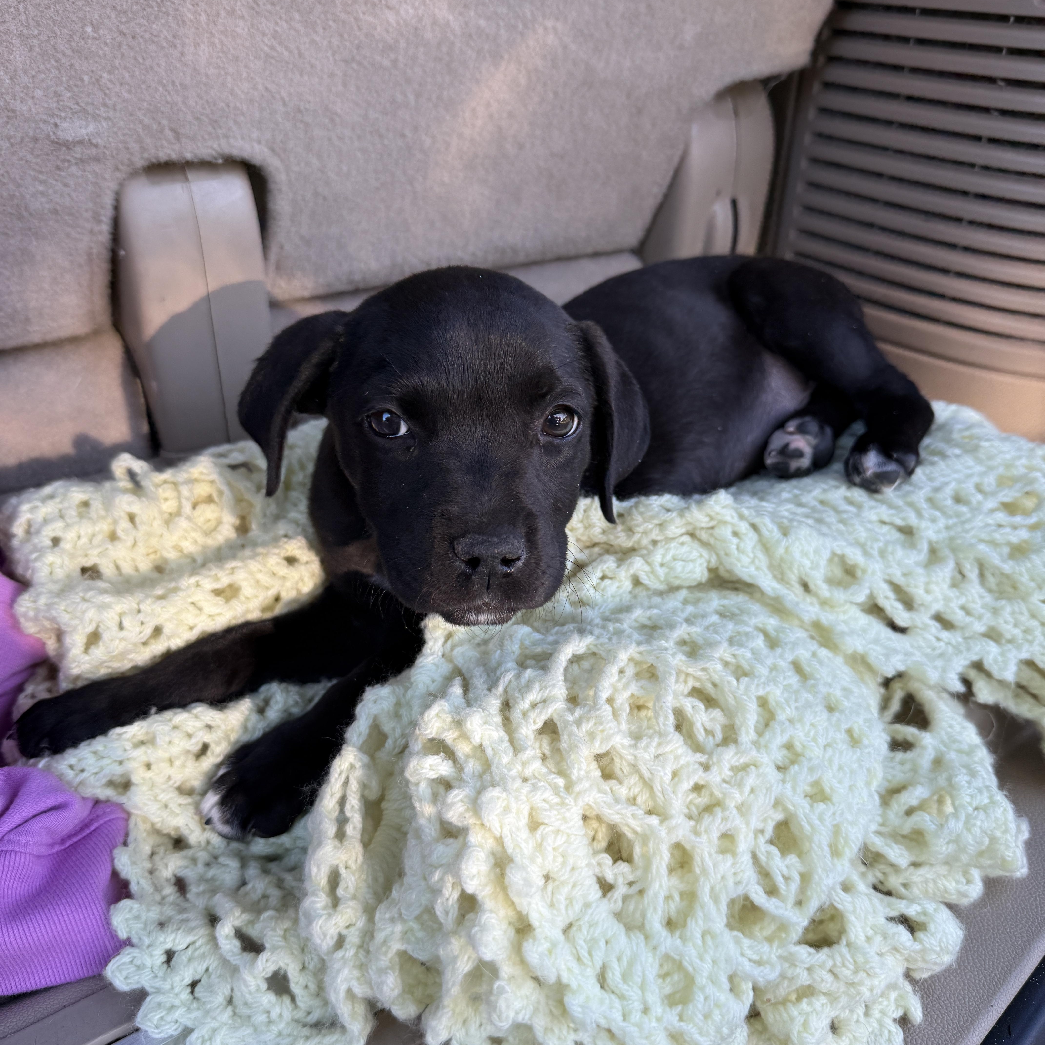 Enlarge REMINGTON , an adopted mixed breed in Las Vegas, NV image 3/3