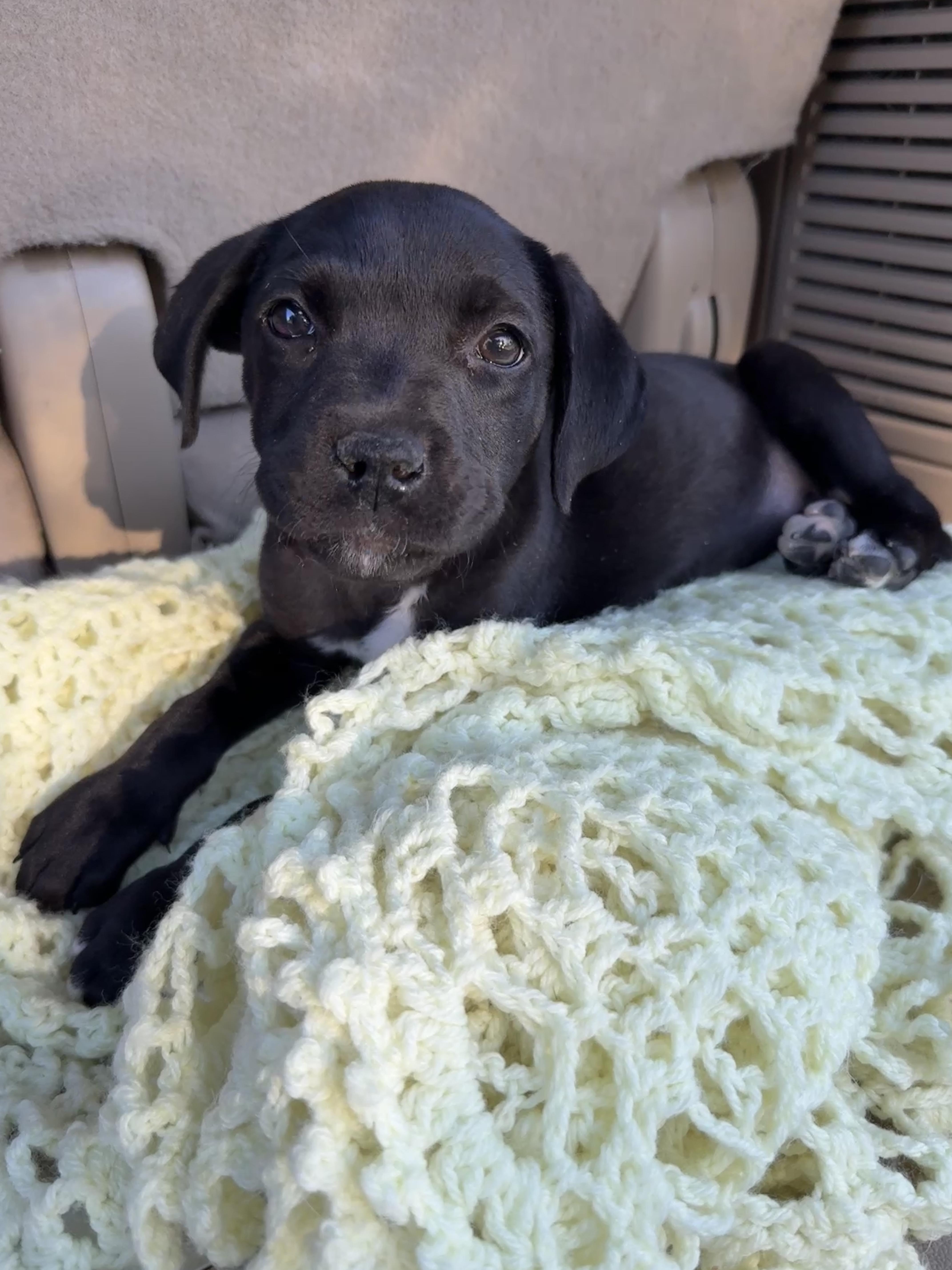 REMINGTON , adopted, Puppy Female Black Labrador Retriever.